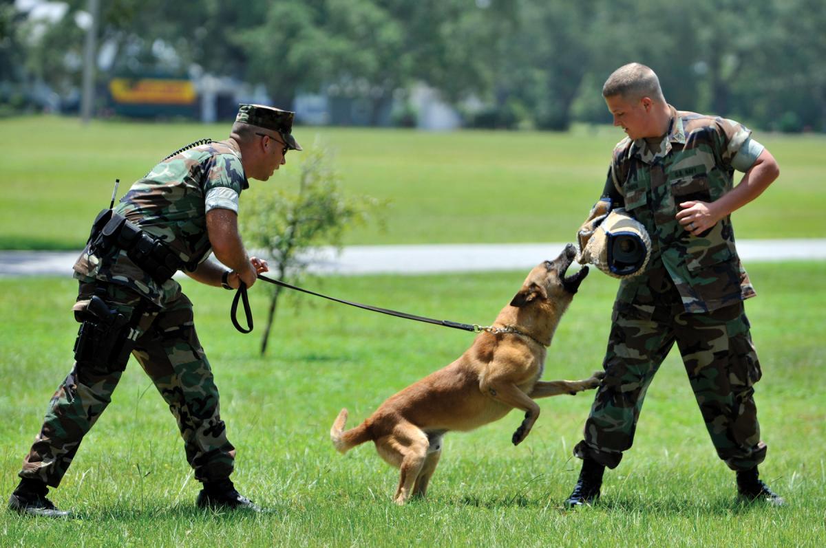 Sailors performing patrol aggression training with a Belgian Malinois dog