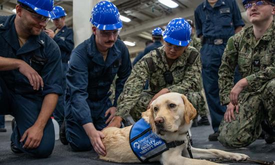 Sailors on board the USS Arlington (LPD-24) play with Charlie, a two-year old therapy dog. 