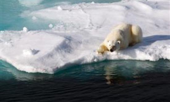 Arctic wildlife habitat lost to climate change, as this polar bear is experiencing, also translates into more shipping options. The U.S. Navy is prepared, and the other services should get on board.