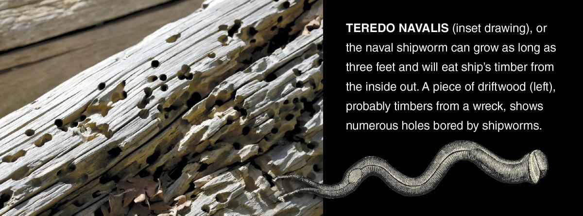 Teredo Navalis (inset drawing), or the naval shipworm can grow as long as three feet and will eat ship’s timber from  the inside out. A piece of driftwood (left), probably timbers from a wreck, shows  numerous holes bored by shipworms.