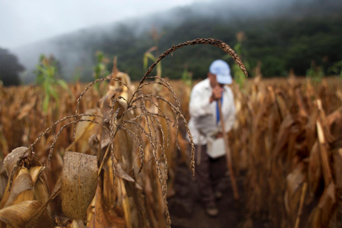 A farmer works in a corn field, in San Jose del Golfo township, Guatemala department, Guatemala, on Aug. 29, 2014