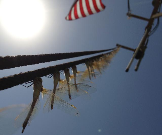 dragonflies
