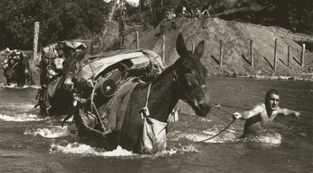 mules 