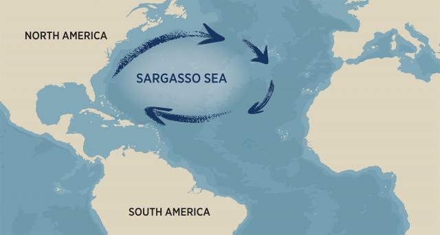 The Sargasso Sea