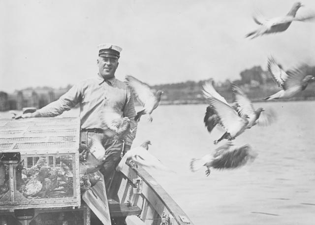 Carrier pigeons released