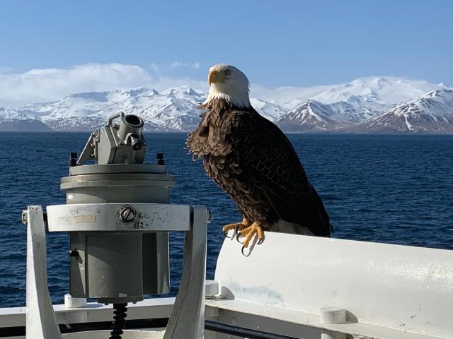  The Eagle and the Alidade  LCDR Ian Starr, USCG A bald eagle catches its breath on the bridge wing of the USCGC Alex Haley (WMEC-39) during operations off the Aleutian Islands on 19 March 2020. The Alex Haley routinely conducts law enforcement operations and provides search-and-rescue coverage throughout the Bering Sea.