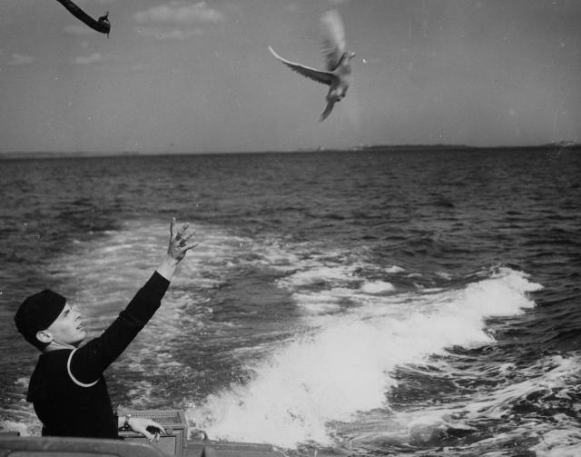 WWII pigeons