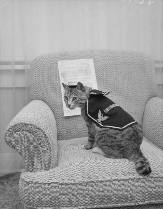cat