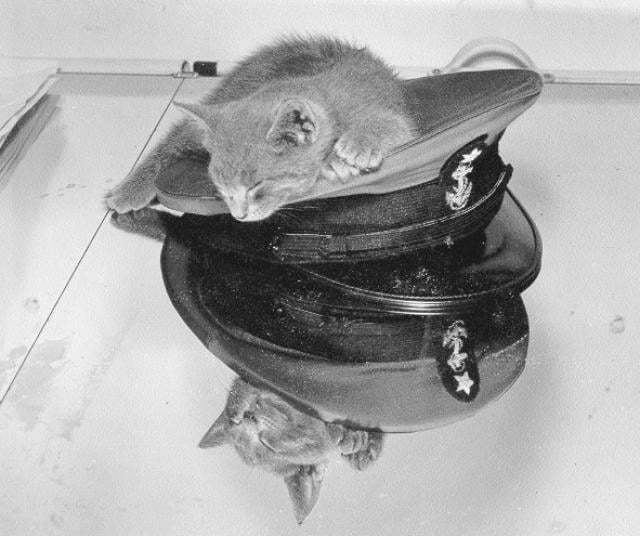 11 Bilgewater, the mascot of the Coast Guard Academy, circa 1944