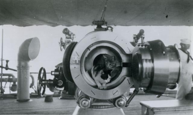 5 Cats in a gun