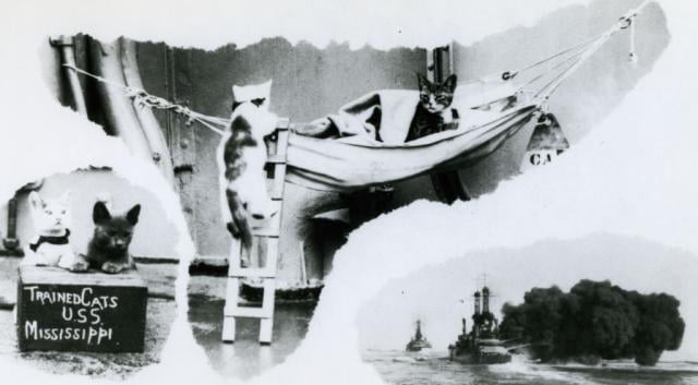 6 USS Mississippi trained cats
