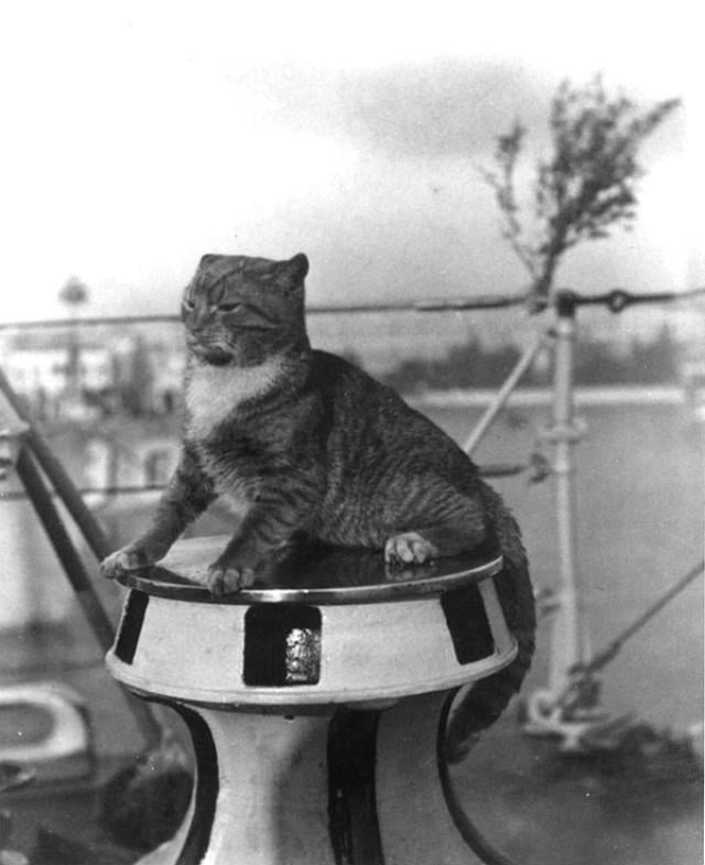 7 USS Flusser cat Wockle 1924