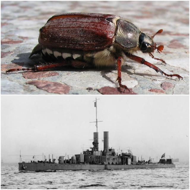 Cockchafers