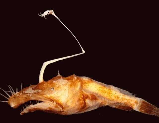 Humpback Angler