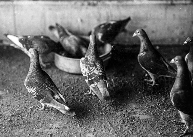 Group of overseas pigeons feeding (French birds). U.S. Naval Air Station, Anacostia, Washington, D.C. February 5, 1919.