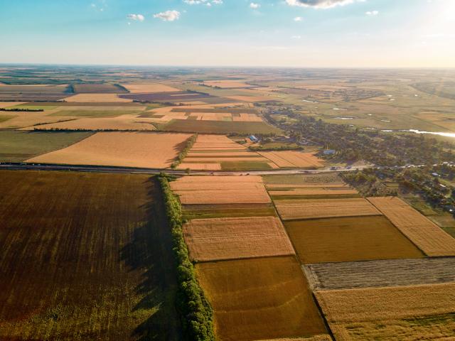 Ukrainian corn, wheat, and sunflower crops