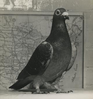 Carrier pigeons worked as naval couriers from the late 19th century through World War II, delivering messages in capsules attached to their legs.