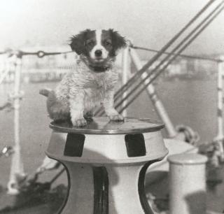 Ship’s dog Cognac poses for a shot on the USS Flusser (DD-289) in 1924–25.