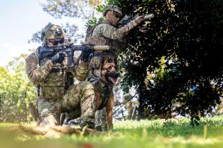 Special Warfare SEAL canine team