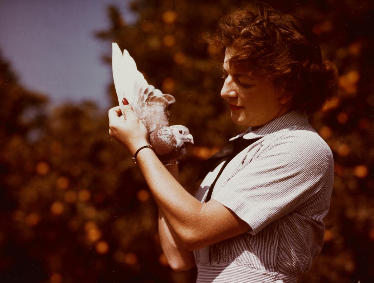 Carrier Pigeons
