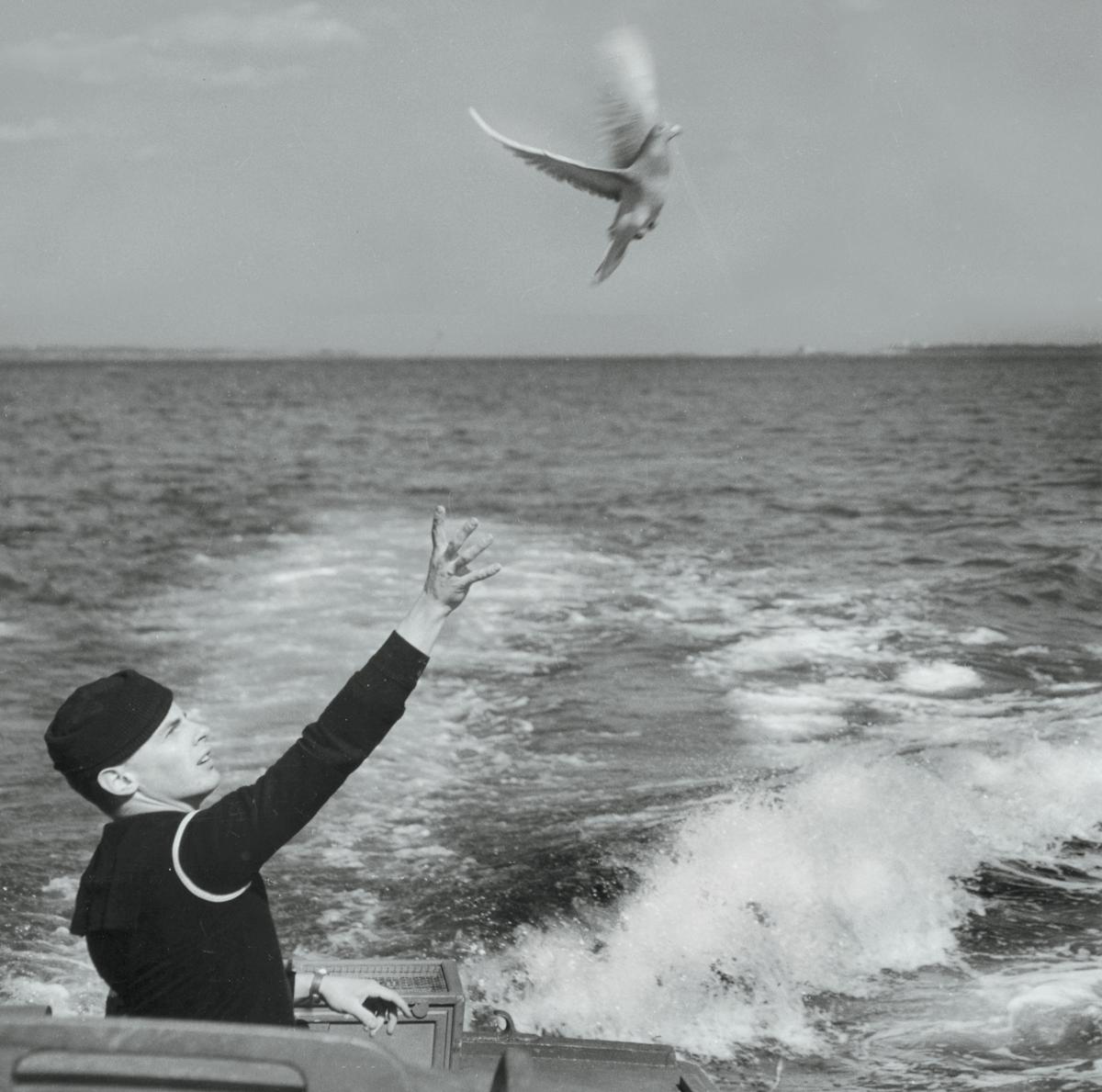 Carrier Pigeon