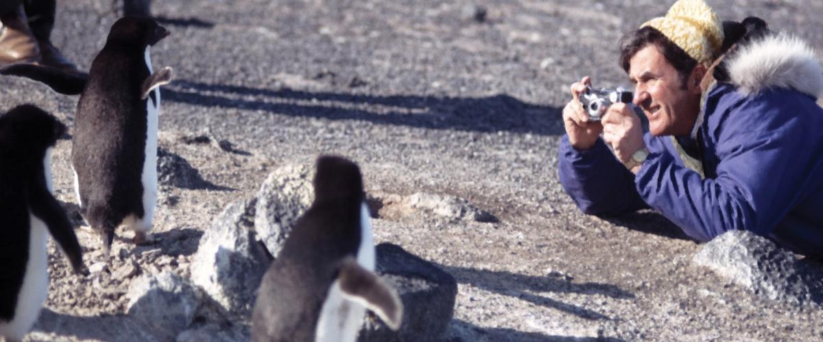 penguins