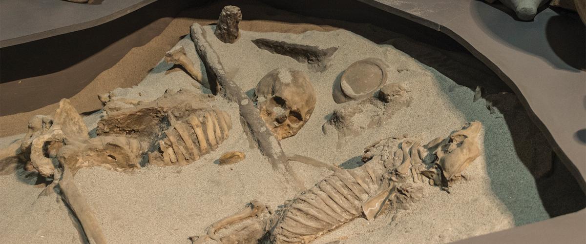 skeletons of a sailor and his dog