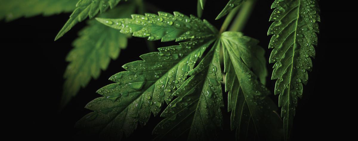 cannabis leaves 