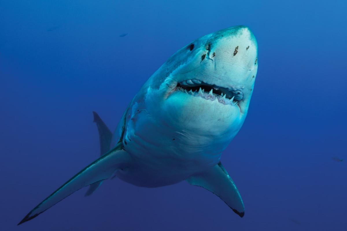 Oceans - No More Jaws? Sharks under Stress | Proceedings - May 2016 Vol