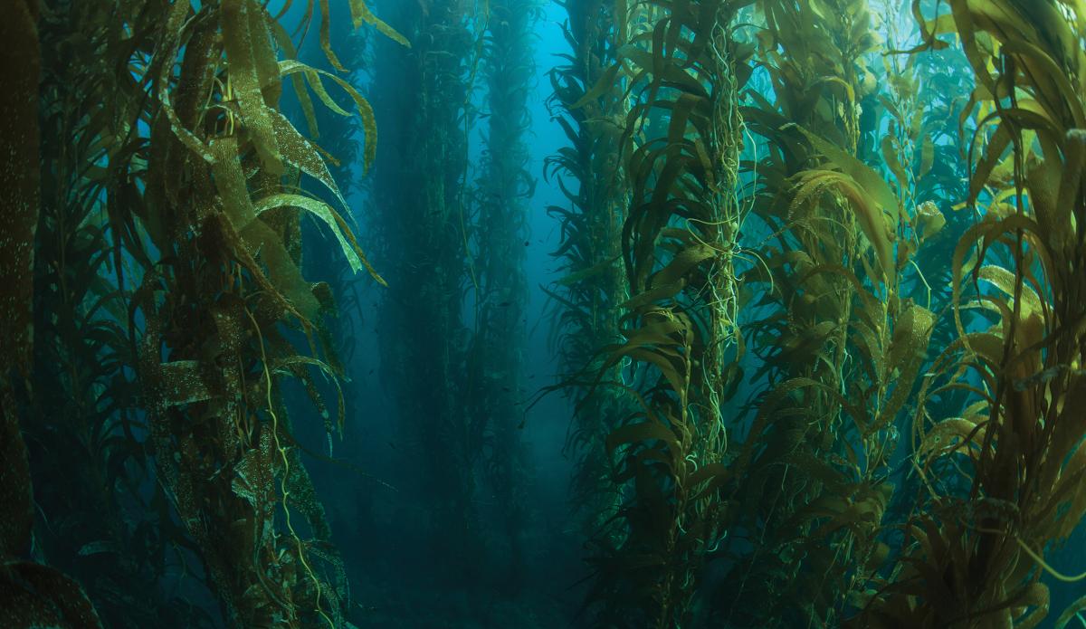Giant kelp forest