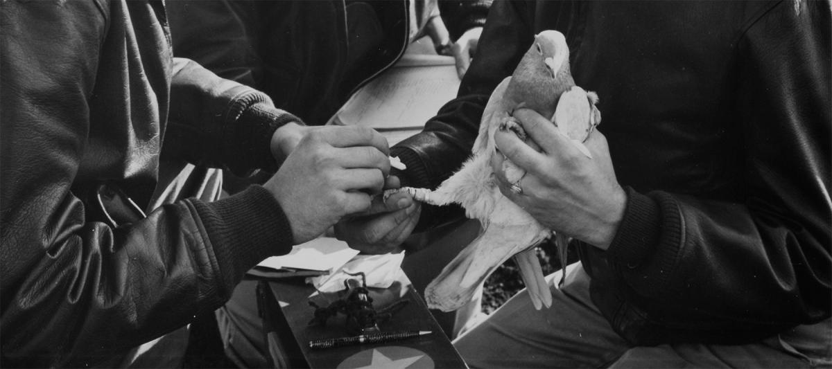 Aviation Cadets at the Navy's balloon school, Moffett Field, California, send a message to their base by way of homing pigeon in 1943. The next fight will not be won by the smartest bombs and the most cutting-edge technology. The side that will win is the side that knows how to adapt to the environment. 