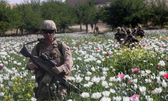 Marines on patrol in a poppy field in Afghanistan