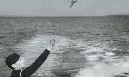 Carrier Pigeon