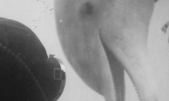 diver John Reaves of Sealab II rewards Tuffy, a porpoise