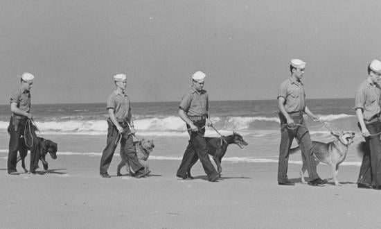 sailors and dogs