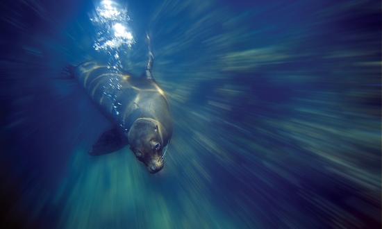 A seal under water