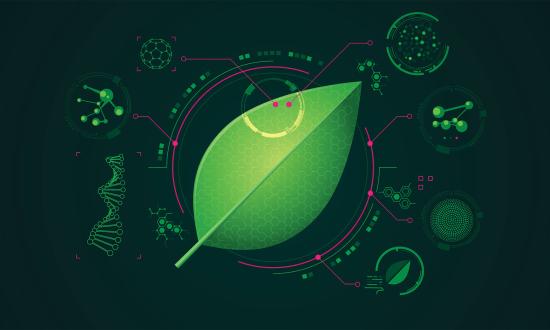leaf