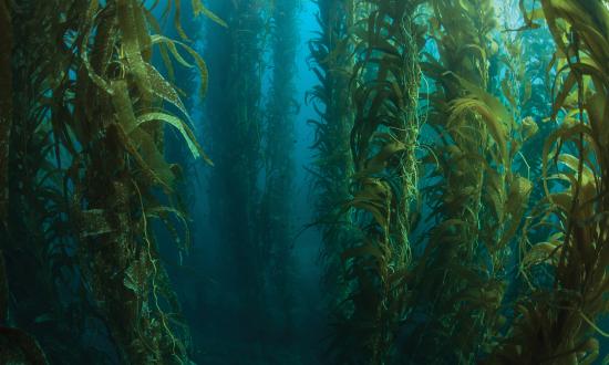 Giant kelp forest