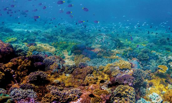 AI-powered tool SurfPerch has processed thousands of hours of acoustic data from coral reefs, producing a bioacoustic data library that helps assess the health of reefs, such as the Great Barrier Reef (shown here).