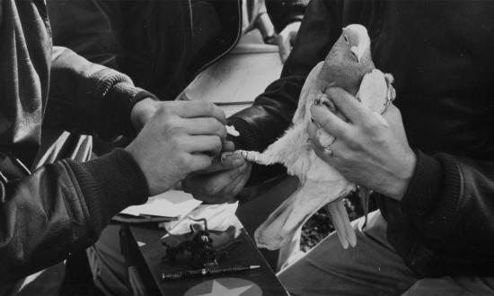 Aviation Cadets at the Navy's balloon school, Moffett Field, California, send a message to their base by way of homing pigeon in 1943. The next fight will not be won by the smartest bombs and the most cutting-edge technology. The side that will win is the side that knows how to adapt to the environment. 