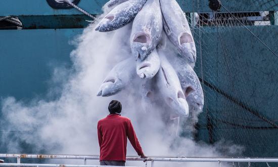 Transshipment vessels— essentially floating refrigerated warehouses—allow smaller fishing vessels to offload their catch at sea. While transshipment plays a vital role in the global fishing industry, it can obscure the source of the catch and allow illegally caught fish to enter the market.
