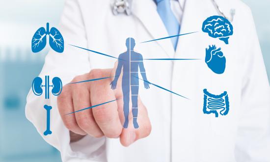 human body diagram